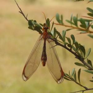 Nymphes myrmeleonoides at Paddys River, ACT - 28 Mar 2022