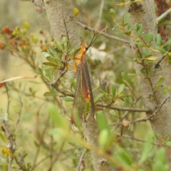 Nymphes myrmeleonoides at Paddys River, ACT - 28 Mar 2022