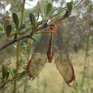 Nymphes myrmeleonoides at Paddys River, ACT - 28 Mar 2022 02:47 PM