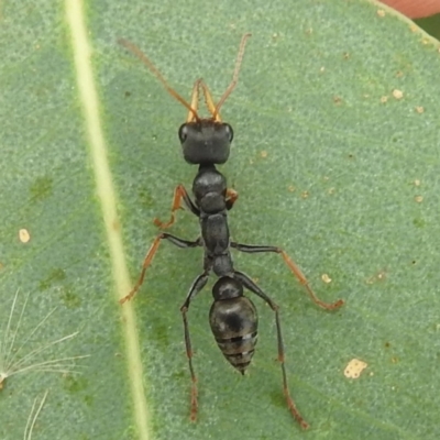 Myrmecia sp., pilosula-group (Jack jumper) at Lions Youth Haven - Westwood Farm A.C.T. - 28 Mar 2022 by HelenCross