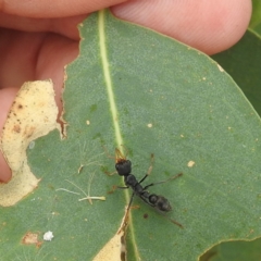 Myrmecia sp., pilosula-group at Kambah, ACT - 28 Mar 2022 02:12 PM