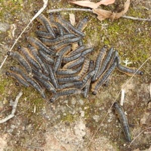 Perginae sp. (subfamily) at Paddys River, ACT - 28 Mar 2022