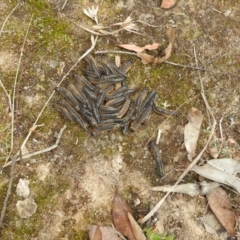 Perginae sp. (subfamily) at Paddys River, ACT - 28 Mar 2022 02:39 PM