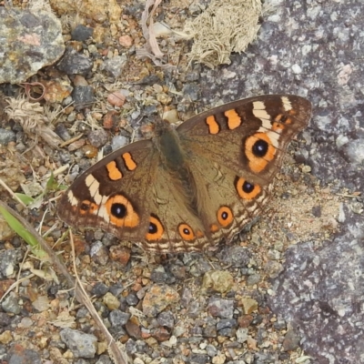 Junonia villida (Meadow Argus) at Paddys River, ACT - 28 Mar 2022 by HelenCross