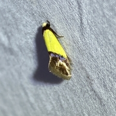 Edosa xystidophora (Tineid moth) at QPRC LGA - 27 Mar 2022 by Steve_Bok