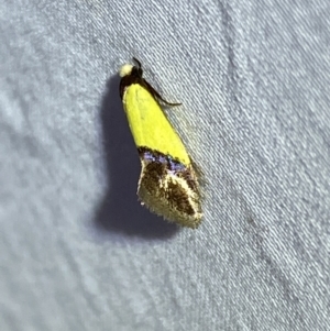 Edosa xystidophora at Jerrabomberra, NSW - 28 Mar 2022