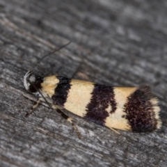 Lichenaula arisema (A Xyloryctine moth) at Melba, ACT - 28 Jan 2022 by kasiaaus