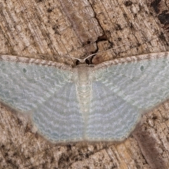 Poecilasthena pulchraria (Australian Cranberry Moth) at Melba, ACT - 27 Jan 2022 by kasiaaus