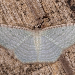 Poecilasthena pulchraria at Melba, ACT - 28 Jan 2022 01:16 AM