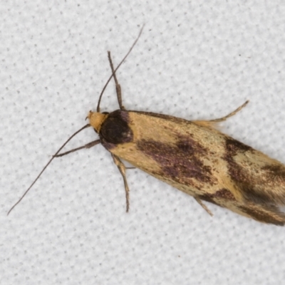 Isomoralla pyrrhoptera (A concealer moth) at Melba, ACT - 27 Jan 2022 by kasiaaus