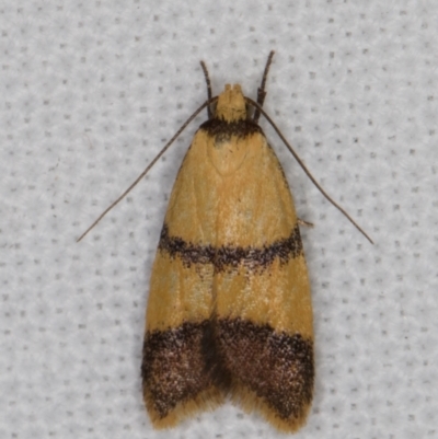 Heteroteucha translatella (Heteroteucha translatella) at Melba, ACT - 27 Jan 2022 by kasiaaus