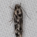 Barea (genus) at Melba, ACT - 27 Jan 2022
