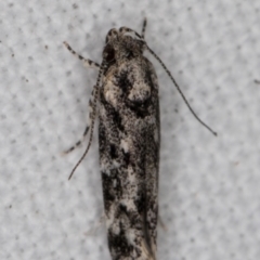 Barea (genus) (A concealer moth) at Melba, ACT - 27 Jan 2022 by kasiaaus