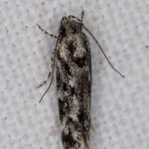 Barea (genus) at Melba, ACT - 28 Jan 2022