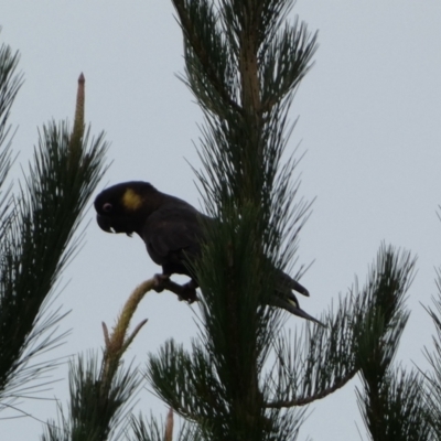 Zanda funerea (Yellow-tailed Black-Cockatoo) at Burra, NSW - 27 Mar 2022 by Steve_Bok