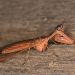 Campion sp. (genus) (Mantis Fly) at Melba, ACT - 28 Jan 2022 by kasiaaus