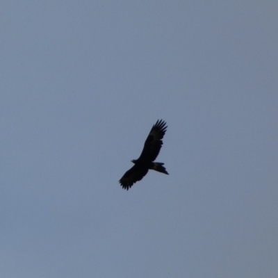 Aquila audax (Wedge-tailed Eagle) at Burra, NSW - 27 Mar 2022 by Steve_Bok