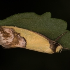 Chrysonoma catoptrina (A Concealer moth) at Melba, ACT - 27 Jan 2022 by kasiaaus