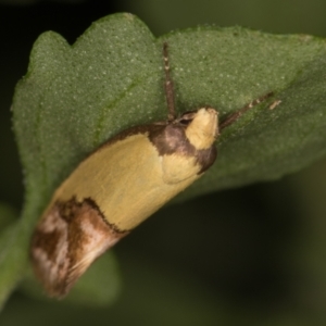 Chrysonoma catoptrina at Melba, ACT - 28 Jan 2022