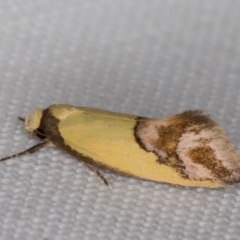 Chrysonoma catoptrina at Melba, ACT - 28 Jan 2022