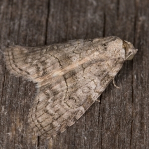 Calathusa sp nr dispila at Melba, ACT - 28 Jan 2022 01:28 AM