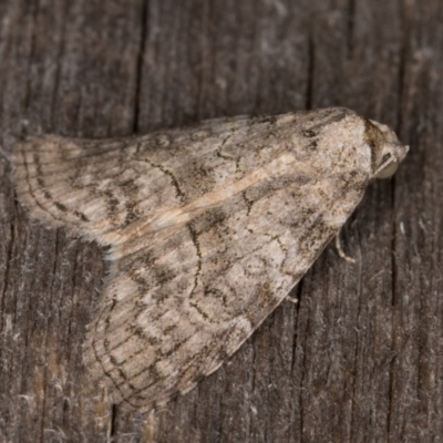 Calathusa sp nr dispila at Melba, ACT - 27 Jan 2022 by kasiaaus