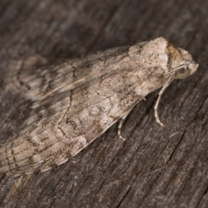 Calathusa sp nr dispila at Melba, ACT - 28 Jan 2022 01:28 AM