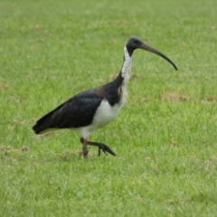 Threskiornis spinicollis (Straw-necked Ibis) at Queanbeyan East, NSW - 28 Mar 2022 by SteveBorkowskis