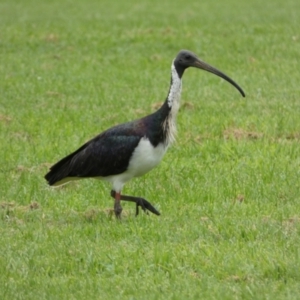 Threskiornis spinicollis at Queanbeyan East, NSW - 28 Mar 2022 05:05 PM