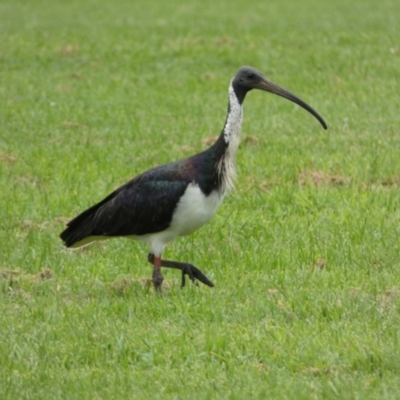 Threskiornis spinicollis (Straw-necked Ibis) at Wright Park and Old Sydney Road Reserve - 28 Mar 2022 by SteveBorkowskis