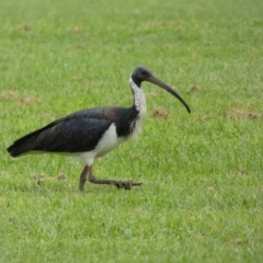 Threskiornis spinicollis at Queanbeyan East, NSW - 28 Mar 2022 05:05 PM