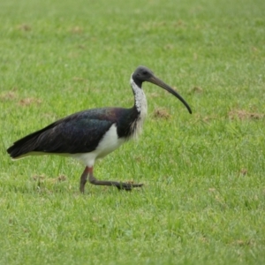 Threskiornis spinicollis at Queanbeyan East, NSW - 28 Mar 2022