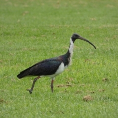 Threskiornis spinicollis at Queanbeyan East, NSW - 28 Mar 2022