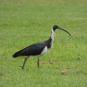 Threskiornis spinicollis at Queanbeyan East, NSW - 28 Mar 2022 05:05 PM