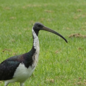 Threskiornis spinicollis at Queanbeyan East, NSW - 28 Mar 2022 05:05 PM