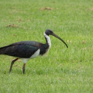 Threskiornis spinicollis at Queanbeyan East, NSW - 28 Mar 2022 05:05 PM