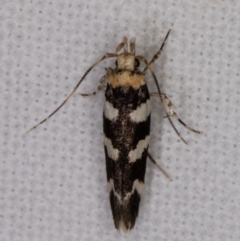 Limnaecia camptosema (A Cosmet moth (Cosmopteriginae) at Melba, ACT - 28 Jan 2022 by kasiaaus