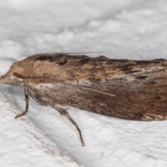 Galleria mellonella (Greater Wax Moth) at Melba, ACT - 29 Jan 2022 by kasiaaus