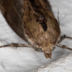 Galleria mellonella at Melba, ACT - 29 Jan 2022 12:02 AM