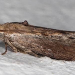 Galleria mellonella at Melba, ACT - 29 Jan 2022 12:02 AM