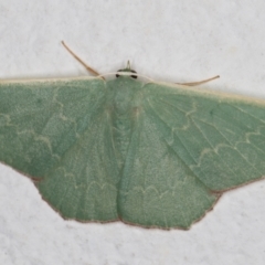 Prasinocyma undescribed species MoV1 (An Emerald moth) at Melba, ACT - 28 Jan 2022 by kasiaaus
