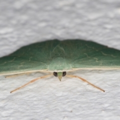 Prasinocyma undescribed species MoV1 at Melba, ACT - 28 Jan 2022