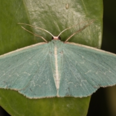 Chlorocoma vertumnaria (Red-fringed Emerald) at Melba, ACT - 28 Jan 2022 by kasiaaus