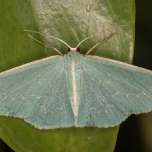 Chlorocoma vertumnaria at Melba, ACT - 28 Jan 2022