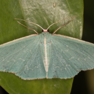 Chlorocoma vertumnaria (Red-fringed Emerald) at Melba, ACT - 28 Jan 2022 by kasiaaus