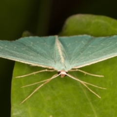 Chlorocoma vertumnaria at Melba, ACT - 28 Jan 2022