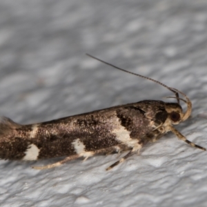 Macrobathra leucopeda at Melba, ACT - 29 Jan 2022 12:01 AM