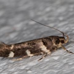 Macrobathra leucopeda (A Gelechioid moth) at Melba, ACT - 28 Jan 2022 by kasiaaus