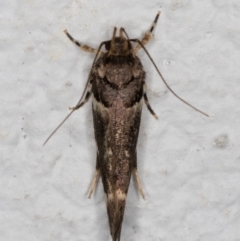 Macrobathra leucopeda at Melba, ACT - 29 Jan 2022