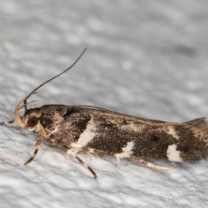 Macrobathra leucopeda at Melba, ACT - 29 Jan 2022 12:01 AM